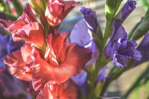 Kad jāizrok gladiolas un kā ir jāglabā to sīpoli