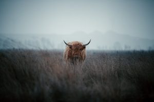 Kas ir taurīns un kam tas ir vajadzīgs