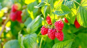 Kā fermentēt aveņu lapas tējai