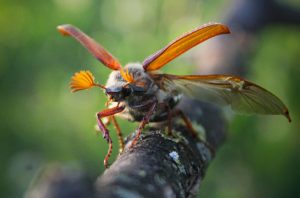Kā atbrīvoties no maijvaboļu kāpuriem