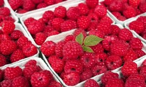 Kā mēslot avenes: ceļvedis pavasarim, vasarai un rudenim